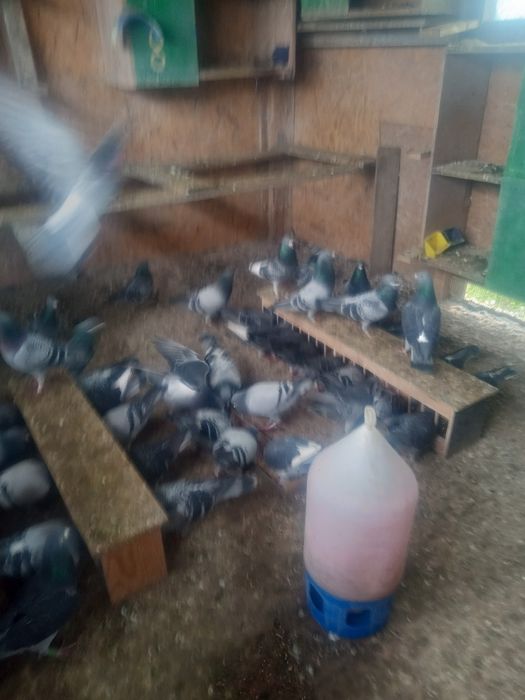 De vînzare porunbei voiajori fond și Maraton sau schimb cu păsări .