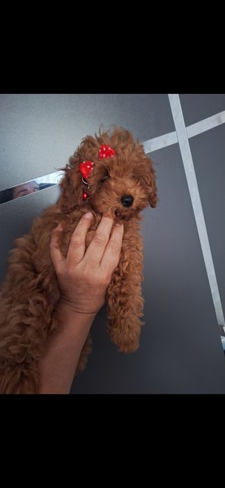 Милые щенки готовы переехать в новый дом