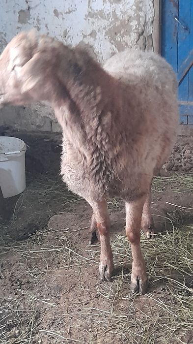 Семіз қой ірі ..