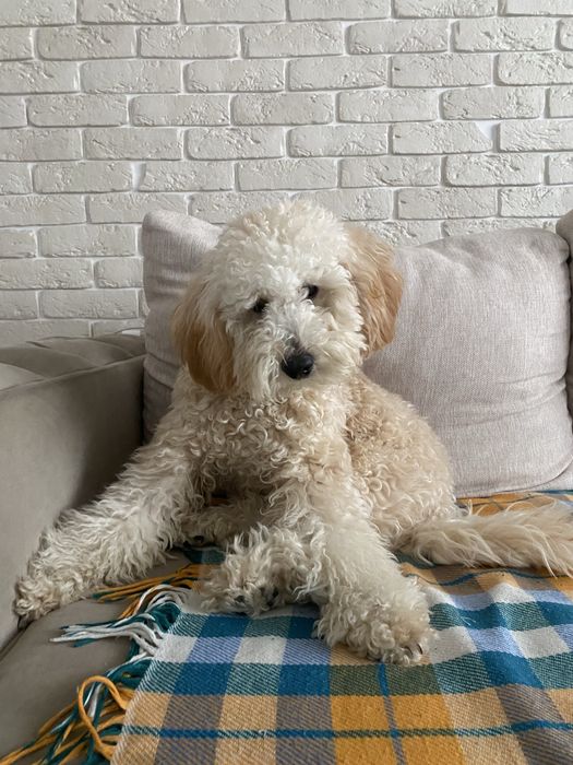 Вязка карликового пуделя