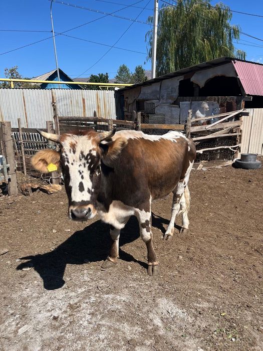 Срочно продам корову