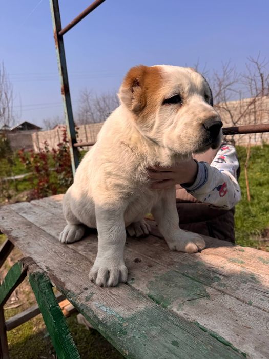 Щенки Алабая 250$