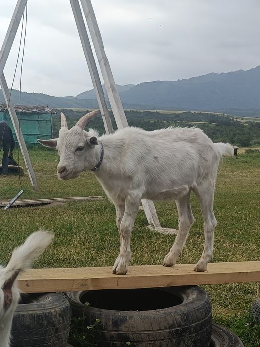 Продам коз, козлят