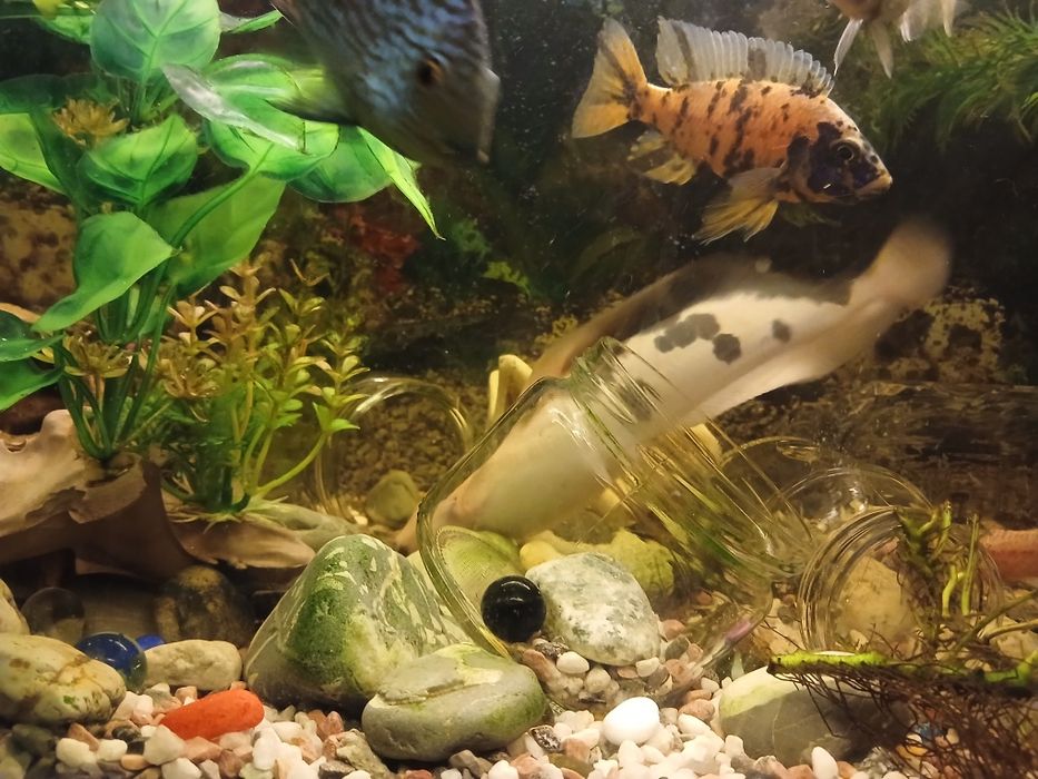 Сом клариус примерно 25см