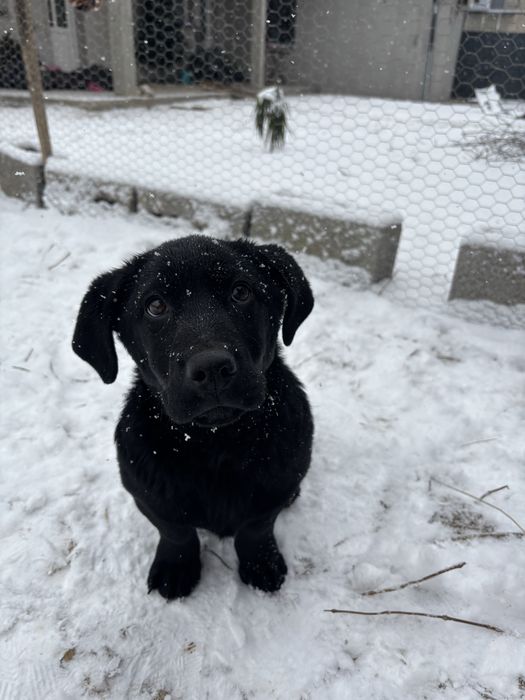 Donez caine labrador metis