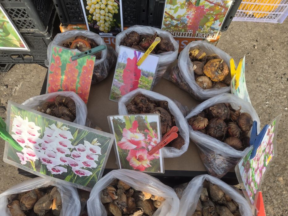 Рассада все вида!