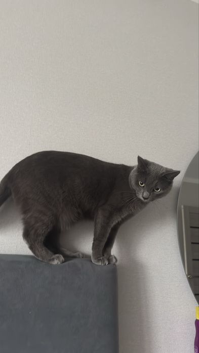 Отдаем кота в добрые руки