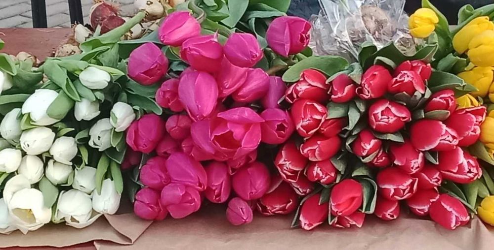 Тюльпаны от производителя