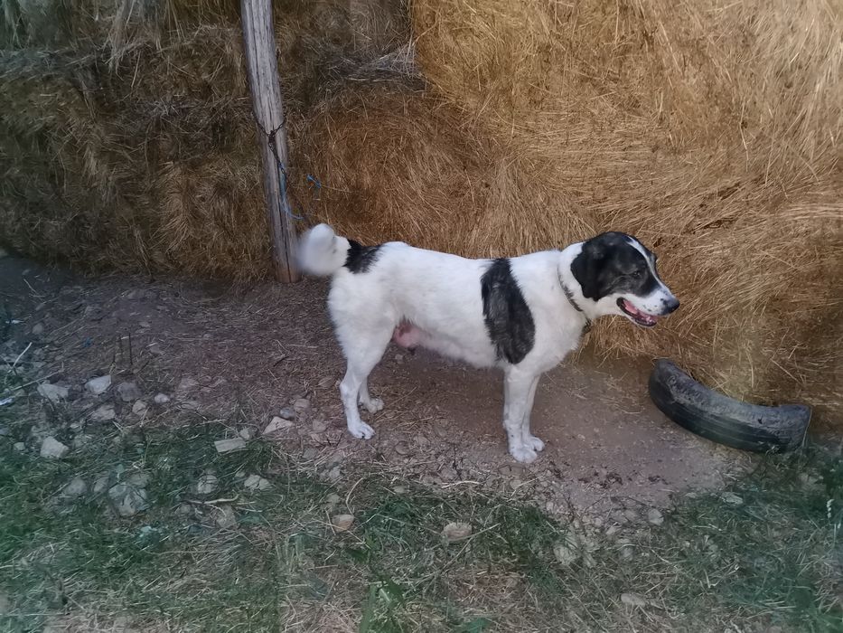 Donez căței 9 buc