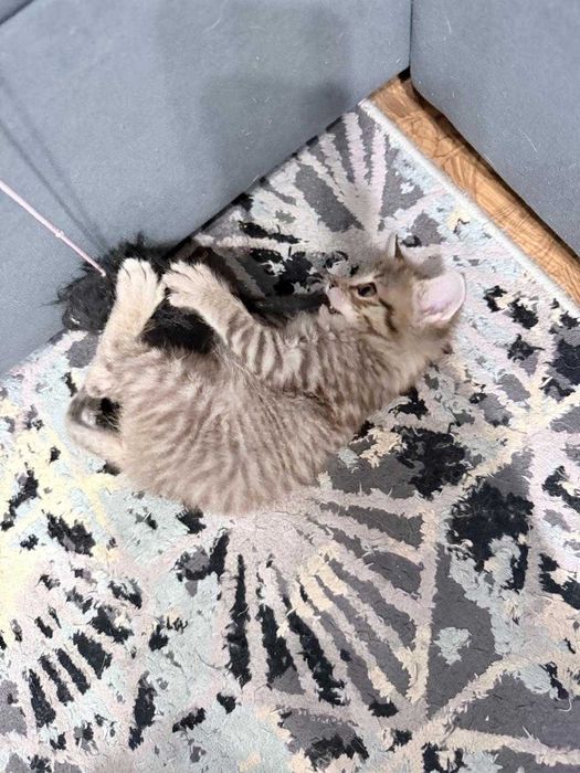 Отдам котенка! С характером!