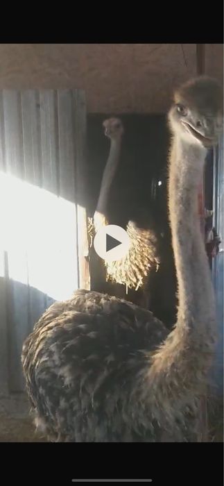 Vand 7 struti cu varsta de 7 luni