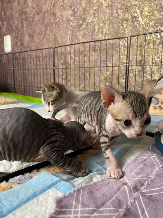 Девочка сфинкс (браш)