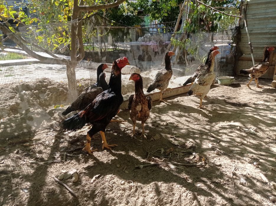 Мокийонлар сотилади хамаси Бир жойда