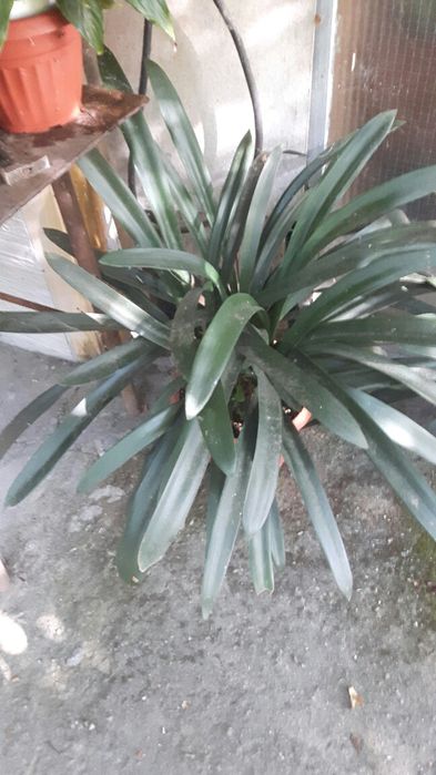 Водна лилия. .  Шафлера. Юка. Кливия.