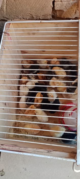 Балапан  5-6кундык ,25кундыктер