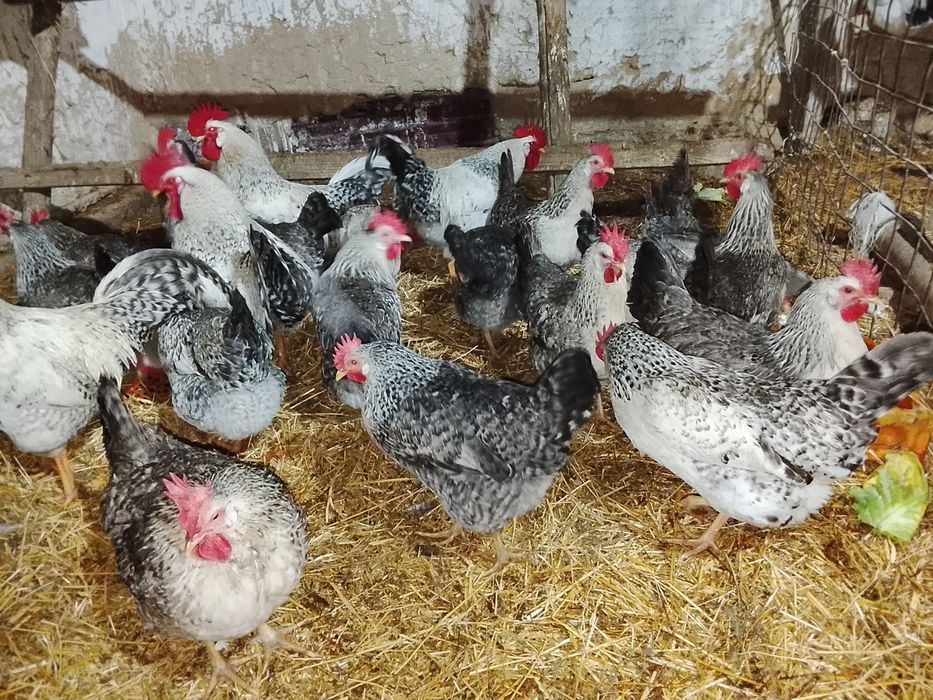 Бараковский барвистая жұмыртқасы инкубаторға