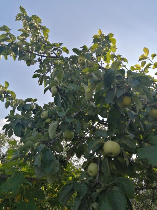 Продам дачу СК "Спартак"