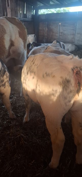 4 vitele belgiene 220/240