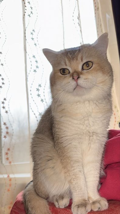 Кот чистокровный британец окрас Золотой Шиншилла nu 12