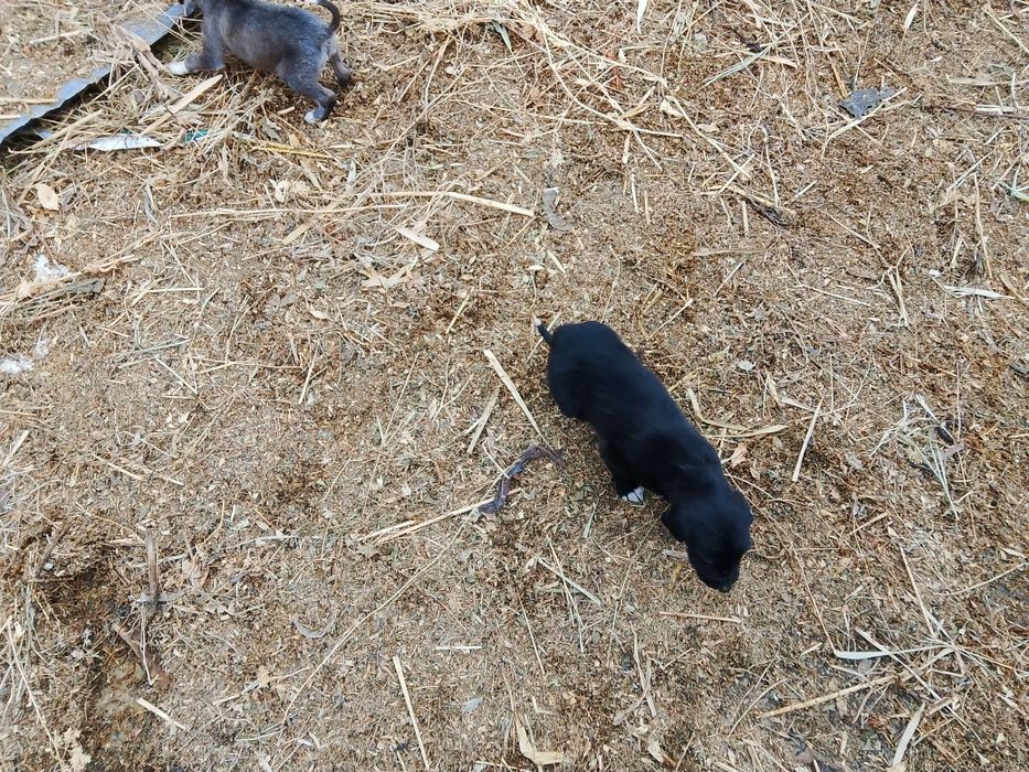 Продаются два щенка тазы