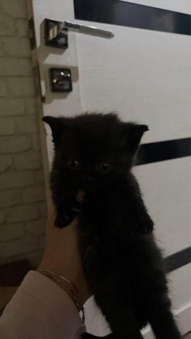 Породистые котята