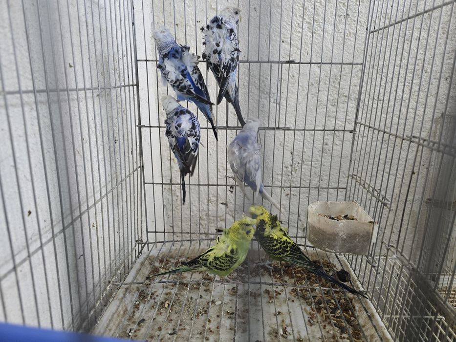 Бабичка или хагоромы