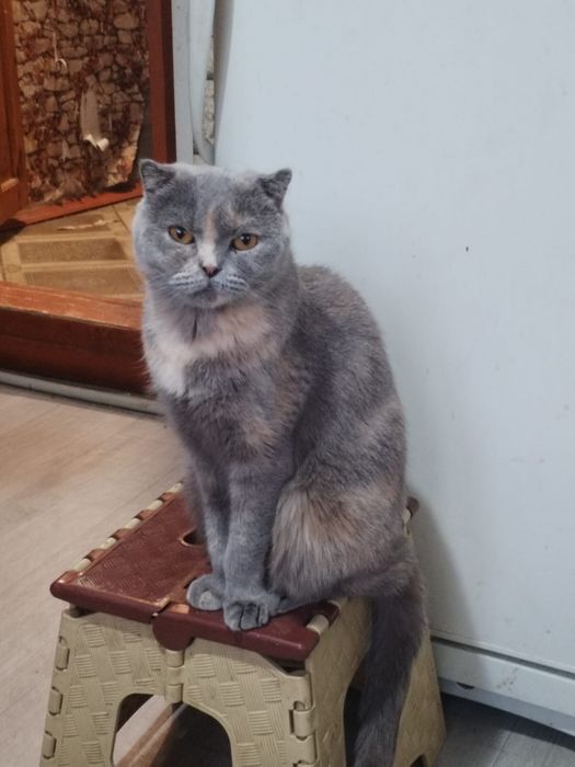 Продам кошечку-девочку скоттиш фолд
