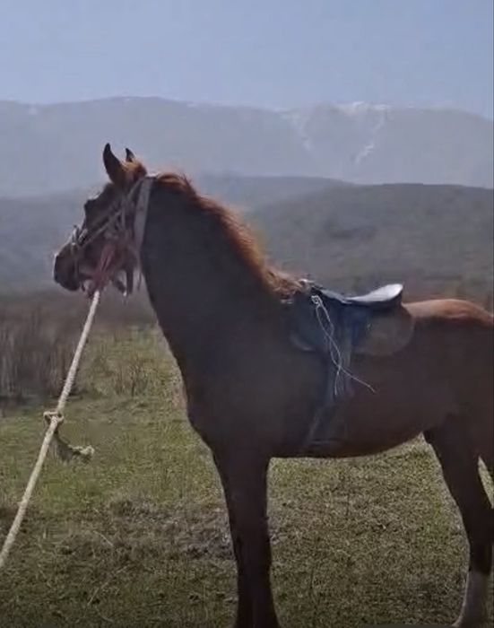 Араб пен Акалтеке шатыс