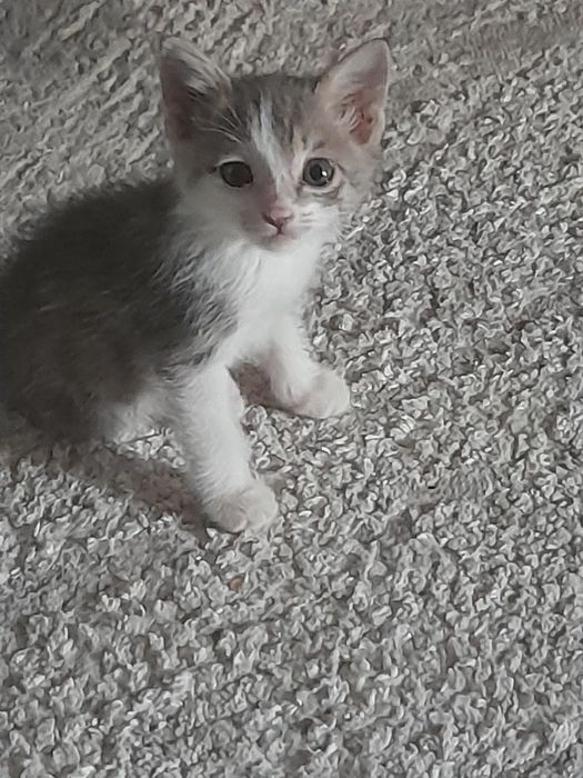 Котенок в добрые руки