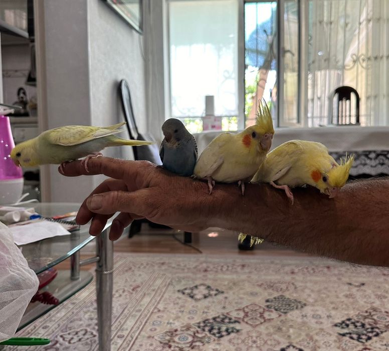 Ручные попугаи молодые кореллы