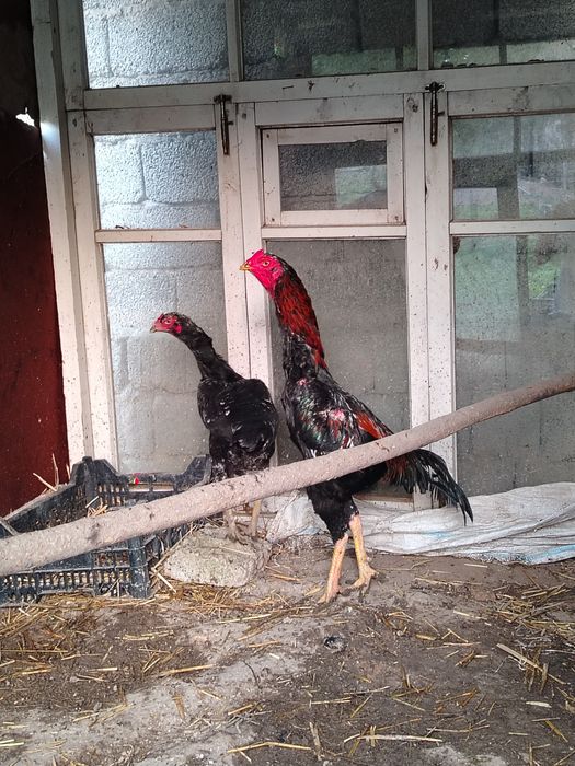 dakan xorozi sotiladi