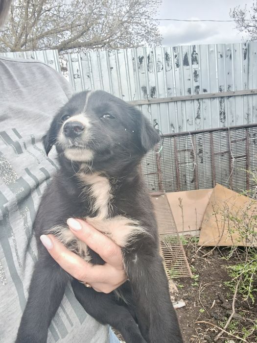 Девочка щенок ищет хозяев