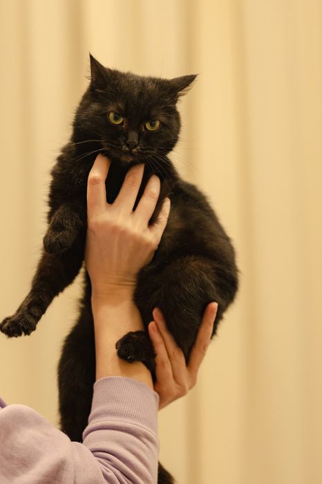 Кошка в поиске дома