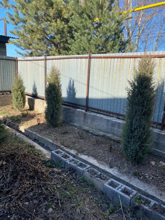 Продам туя можжевельник