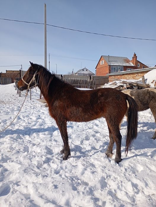 Продам жеребчика 3х летка