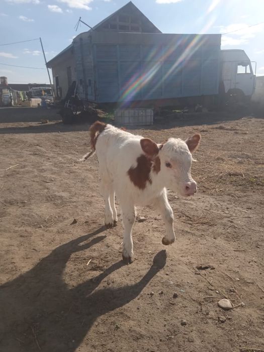 Продам теленка 1 неделья