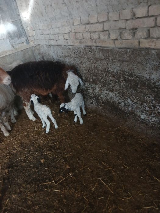 Egiz qoʻylar sotiladi