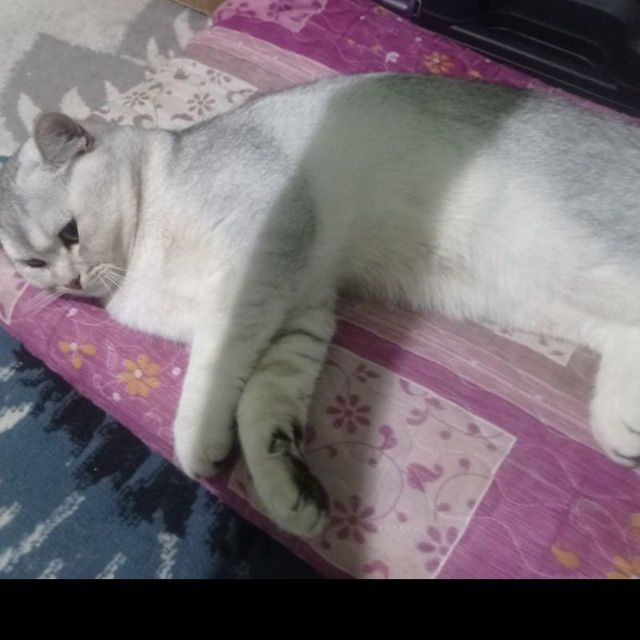 Продаётся кот порода серебристая шиншилла срочно