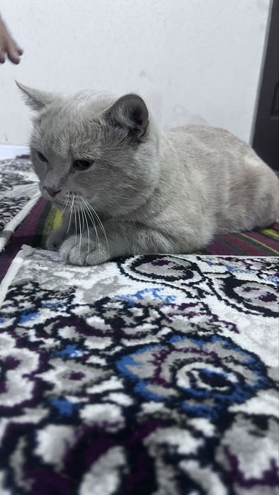 Yalangoch Kollin lageri