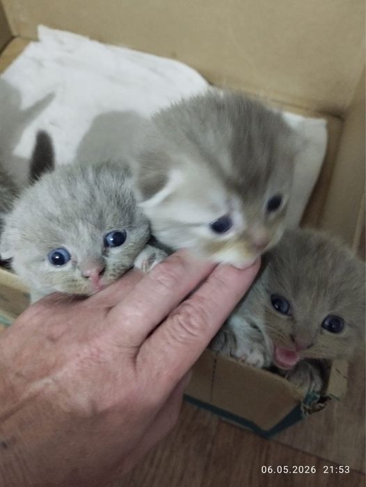 Котята вислоухие