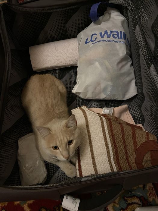 Отдам милого котика