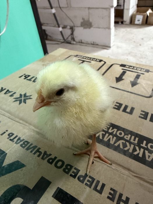 Цыплята несушка порода Леггорн