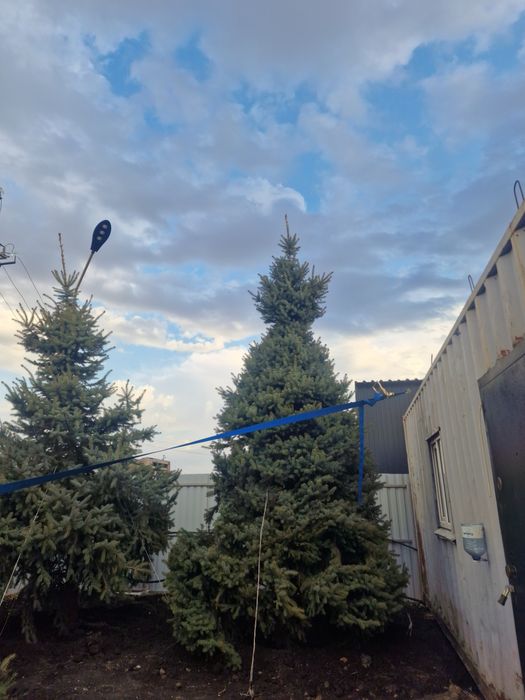 Ель голубая Тополь газон сосна