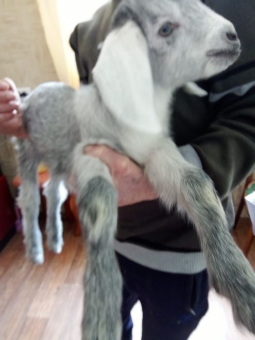 Продам козлёнка .