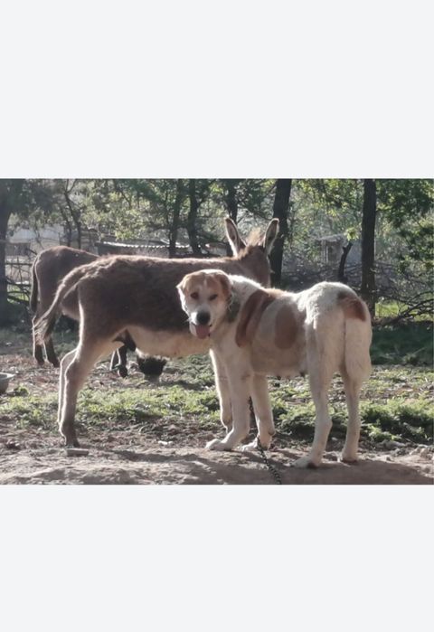 Продам суку тобета супертяж