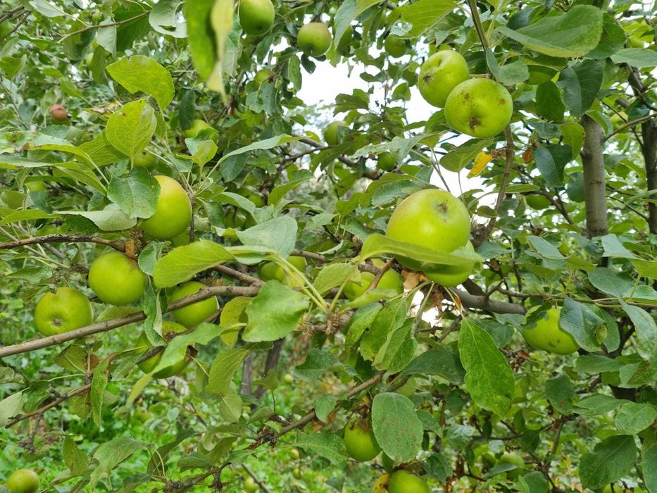 Продам Два дома, усадьбу 28,8 соток, делимый, сауна, навес, хозпостр.