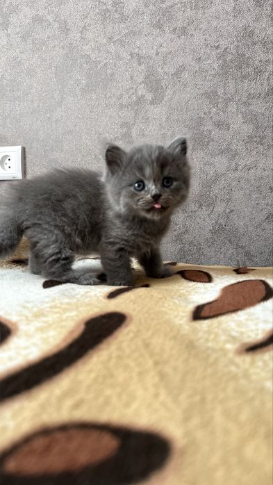Котята отличной вязки ХайленаФолда и СкотишСтрайт