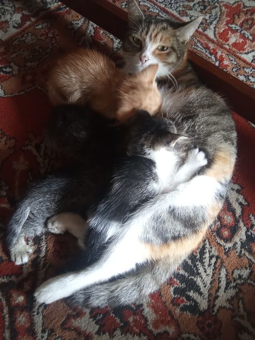 Отдам котят с доставкой