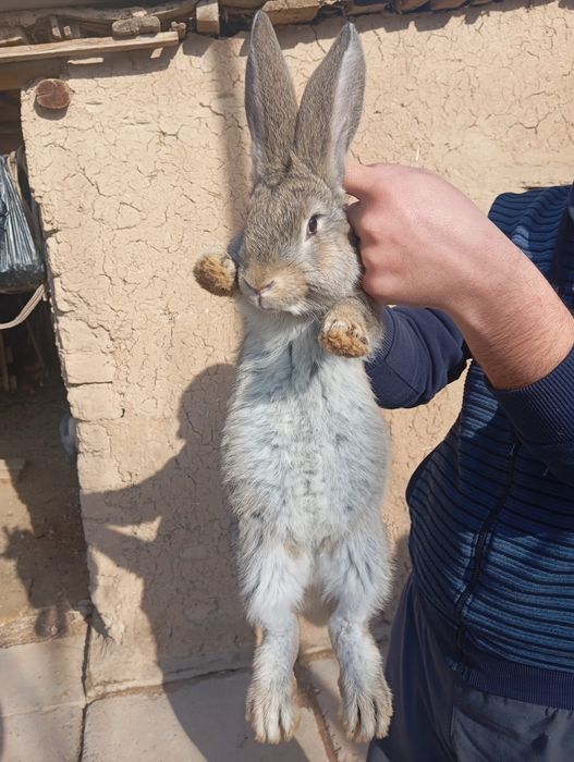 Rasmda onasiyam bor 6 kg velikan quyon bolalari