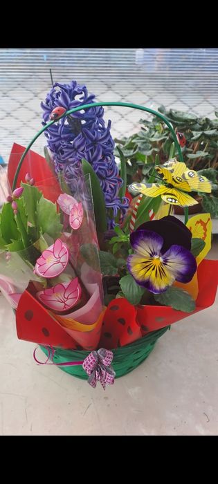 Panselute,nasturasi,primule,etc,livrare gratuita la domiciliu!